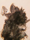 Schizothecium hispidulum image
