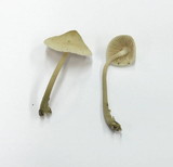 Mycena galericulata image