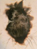 Schizothecium hispidulum image