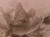 Schizothecium hispidulum image