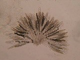 Schizothecium hispidulum image