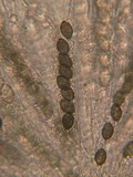 Schizothecium hispidulum image