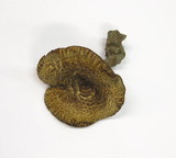 Paxillus filamentosus image