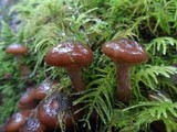 Armillaria solidipes image