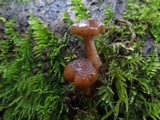 Armillaria solidipes image