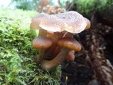 Armillaria solidipes image