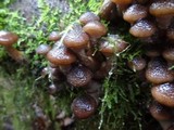 Armillaria solidipes image