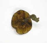Paxillus filamentosus image