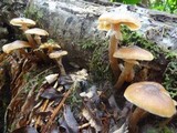 Armillaria solidipes image