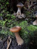 Armillaria solidipes image