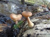Armillaria solidipes image