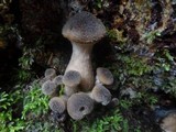 Armillaria solidipes image