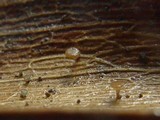 Torrendiella eucalypti image
