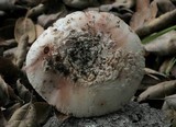 Amanita cruentilemurum image