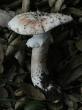 Amanita cruentilemurum image