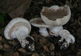 Amanita cruentilemurum image