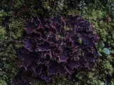 Peltigera hymenina image