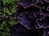 Peltigera hymenina image