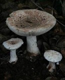 Amanita cruentilemurum image
