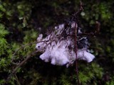 Peltigera hymenina image