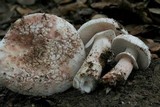 Amanita cruentilemurum image