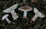 Amanita cruentilemurum image