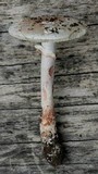 Amanita cruentilemurum image