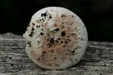 Amanita cruentilemurum image