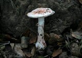 Amanita cruentilemurum image
