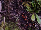 Peltigera hymenina image