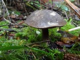Tylopilus porphyrosporus image