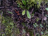 Peltigera hymenina image