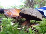 Tylopilus porphyrosporus image