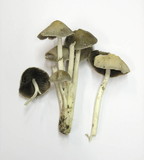 Psathyrella leucotephra image