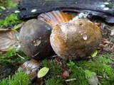 Tylopilus porphyrosporus image