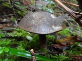 Tylopilus porphyrosporus image