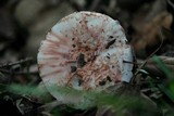 Amanita cruentilemurum image