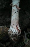 Amanita cruentilemurum image
