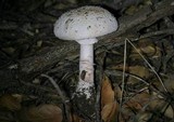Amanita cruentilemurum image