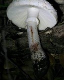 Amanita cruentilemurum image