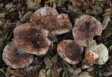 Tricholoma dryophilum image