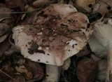 Tricholoma dryophilum image