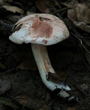 Tricholoma dryophilum image