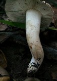Tricholoma dryophilum image