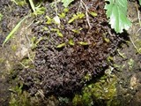 Leptogium palmatum image