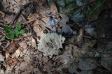 Clavulina coralloides image