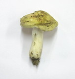 Russula postiana image