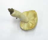 Russula postiana image