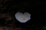Clitopilus hobsonii image