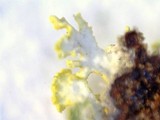 Xanthoria polycarpa image